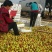 山东早熟冬枣产地代收代办货源足规格齐全