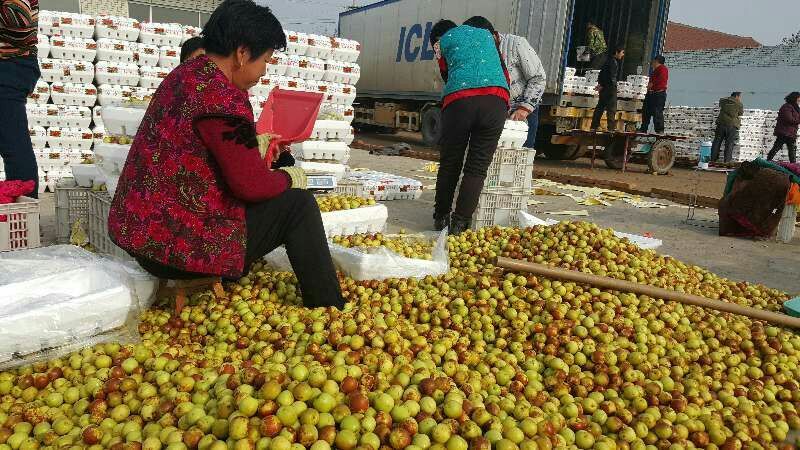 山东早熟冬枣产地代收代办货源足规格齐全