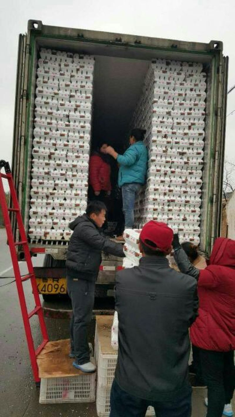 山东早熟冬枣产地代收代办货源足规格齐全