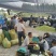 山东早熟冬枣产地代收代办货源足规格齐全