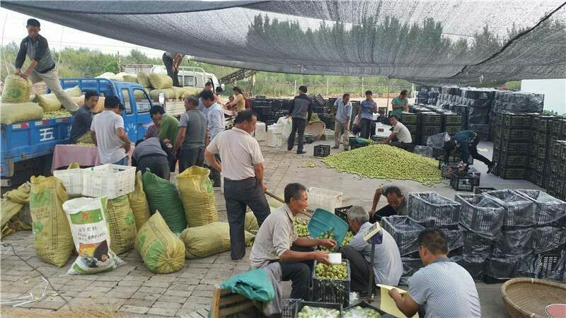 山东早熟冬枣产地代收代办货源足规格齐全