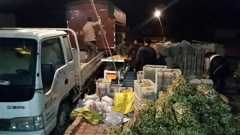 山东冬枣产地代办基地批发电商热销可代发