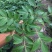 改良高产江西中花吴茱萸茶辣苗中花吴茱苗基地发货