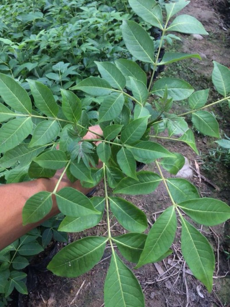 改良高产江西中花吴茱萸茶辣苗中花吴茱苗基地发货