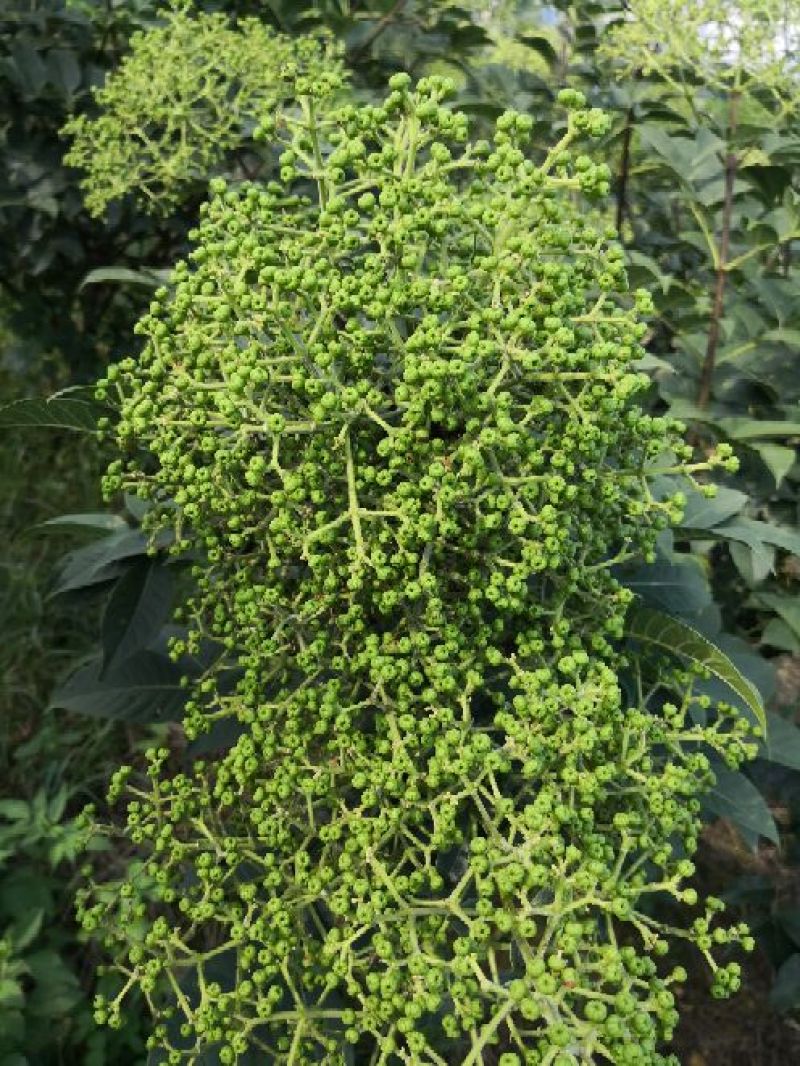 改良高产江西中花吴茱萸茶辣苗中花吴茱苗基地发货