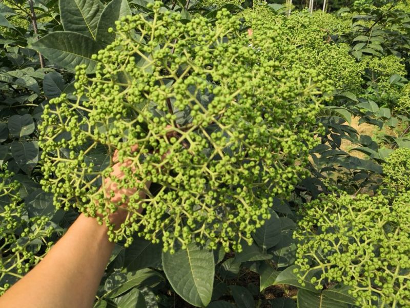 改良高产江西中花吴茱萸茶辣苗中花吴茱苗基地发货