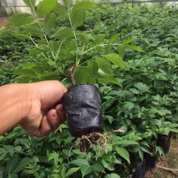 改良高产江西中花吴茱萸茶辣苗中花吴茱苗基地发货