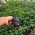 改良高产江西中花吴茱萸茶辣苗中花吴茱苗基地发货