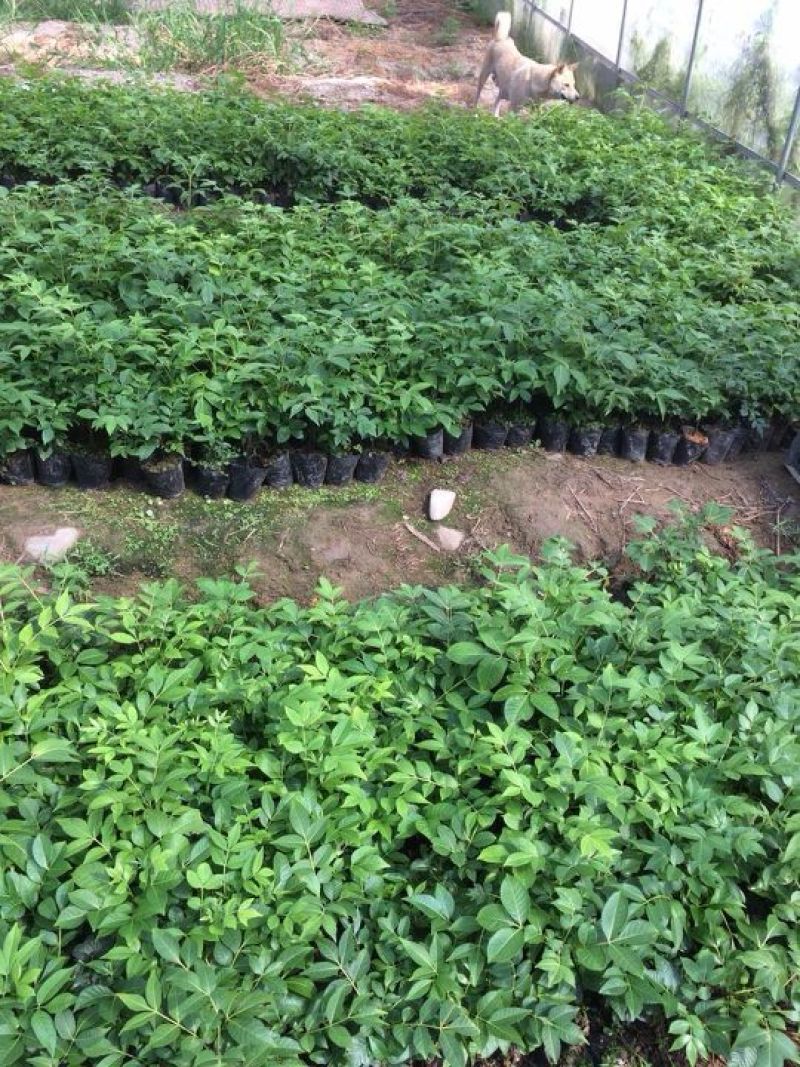 改良高产江西中花吴茱萸茶辣苗中花吴茱苗基地发货