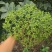 改良高产江西中花吴茱萸茶辣苗中花吴茱苗基地发货