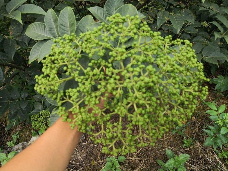 改良高产江西中花吴茱萸茶辣苗中花吴茱苗基地发货