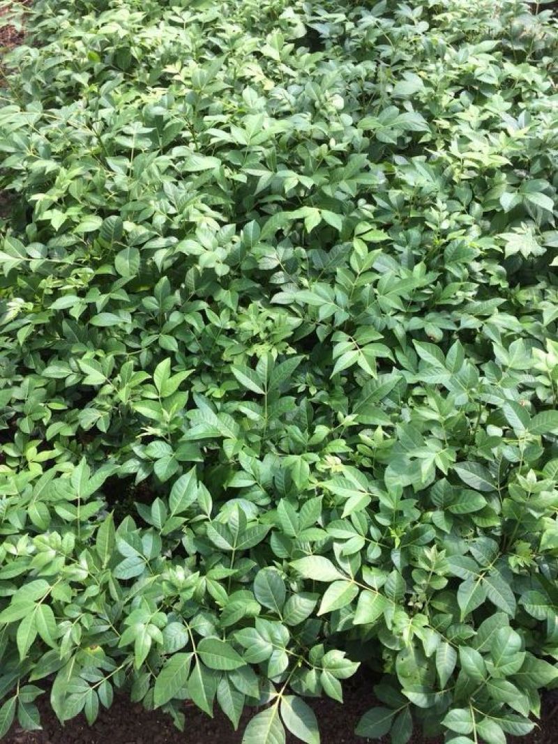 改良高产江西中花吴茱萸茶辣苗中花吴茱苗基地发货