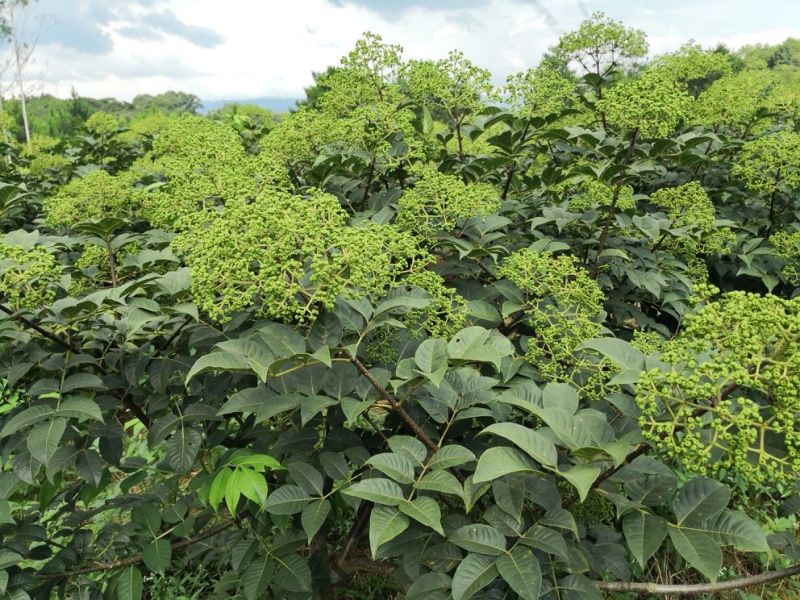 改良高产江西中花吴茱萸茶辣苗中花吴茱苗基地发货