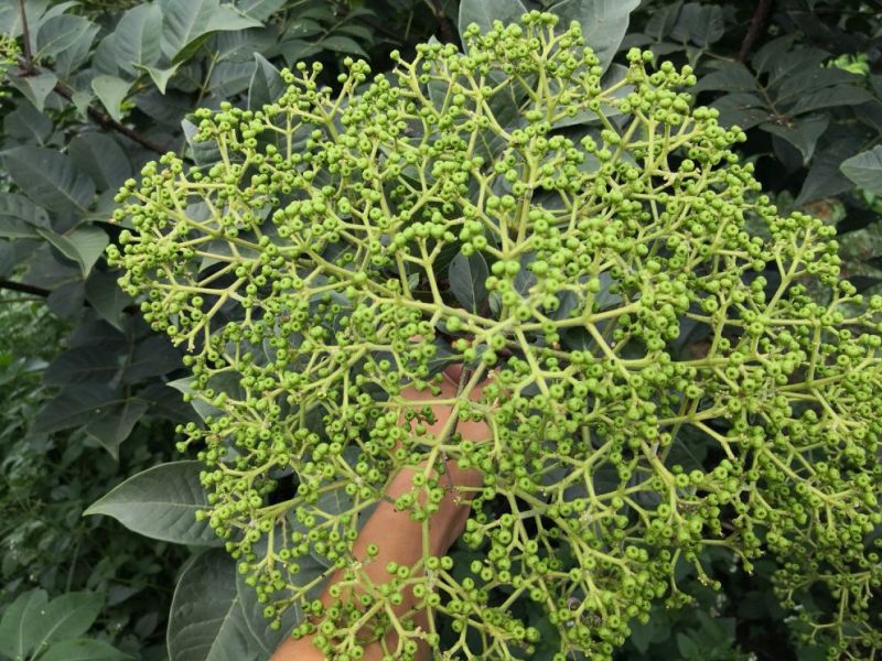 改良高产江西中花吴茱萸茶辣苗中花吴茱苗基地发货