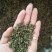 青花椒贵州青花椒，净椒干货批发特香特麻2024新货，
