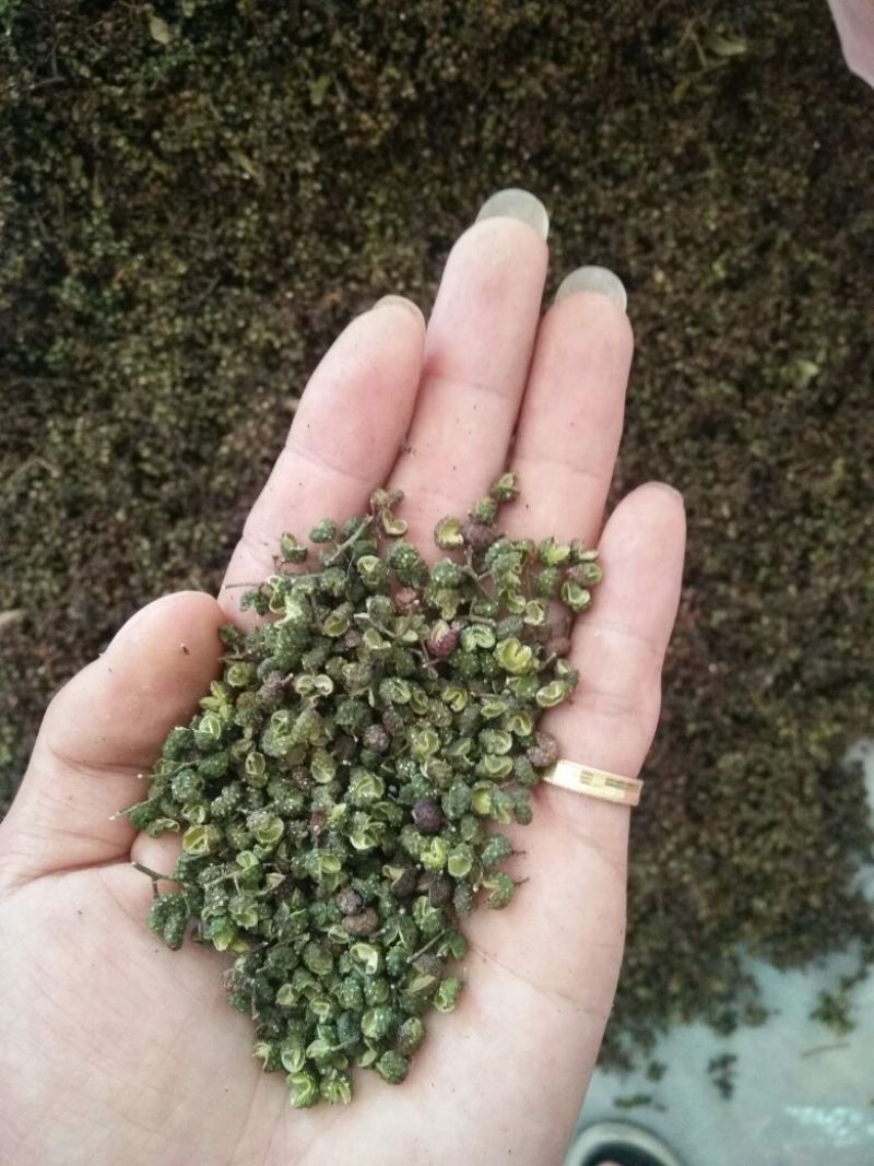 青花椒贵州青花椒，净椒干货批发特香特麻2024新货，