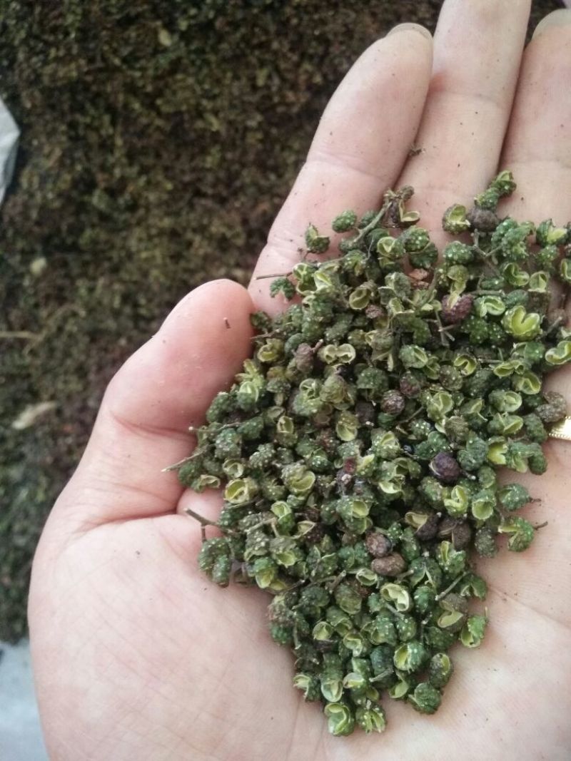 青花椒贵州青花椒，净椒干货批发特香特麻2024新货，