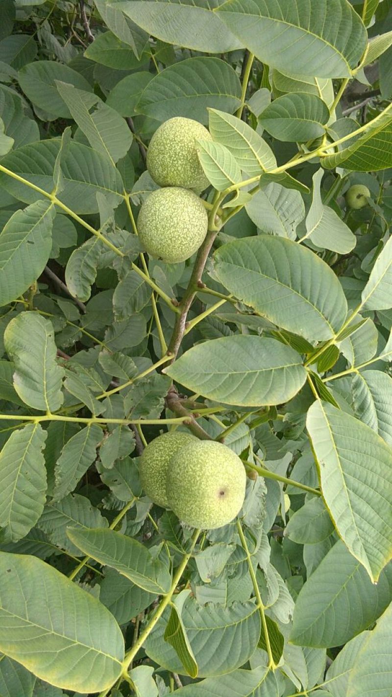 核桃
