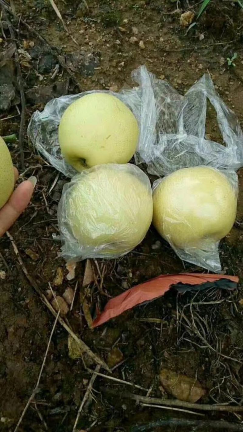 黄金梨，皇冠梨万亩基地