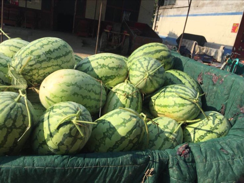 西农8号西瓜10斤打底8成熟1茬