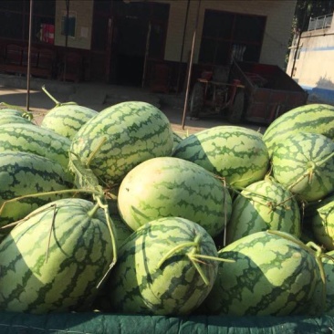 西农8号西瓜10斤打底8成熟1茬
