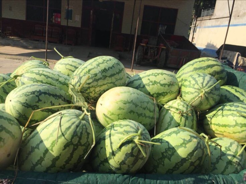 西农8号西瓜10斤打底8成熟1茬