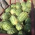 西农8号西瓜10斤打底8成熟1茬