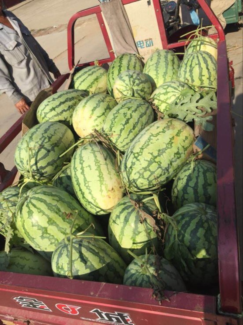 西农8号西瓜10斤打底8成熟1茬