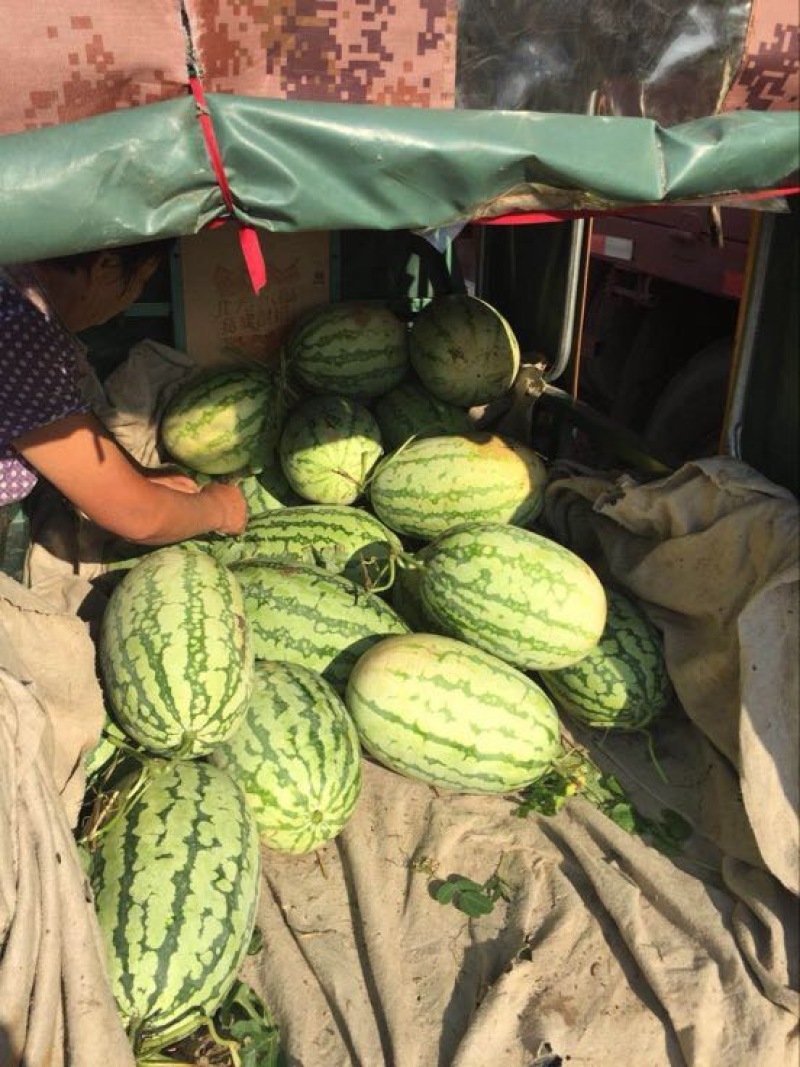 西农8号西瓜10斤打底8成熟1茬
