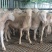 杜泊绵羊优质杜泊绵羊山东厂家批发支持视频选羊一只也发