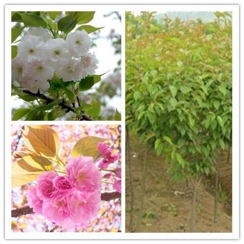 樱花树红叶绿叶樱花各种规格樱花树苗直径1-20厘米