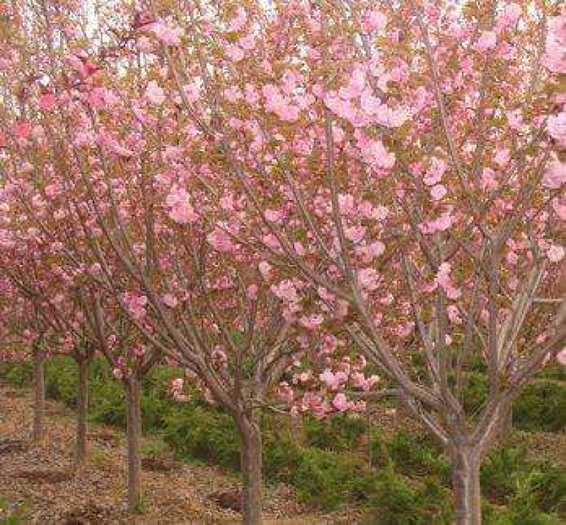 樱花树红叶绿叶樱花各种规格樱花树苗直径1-20厘米