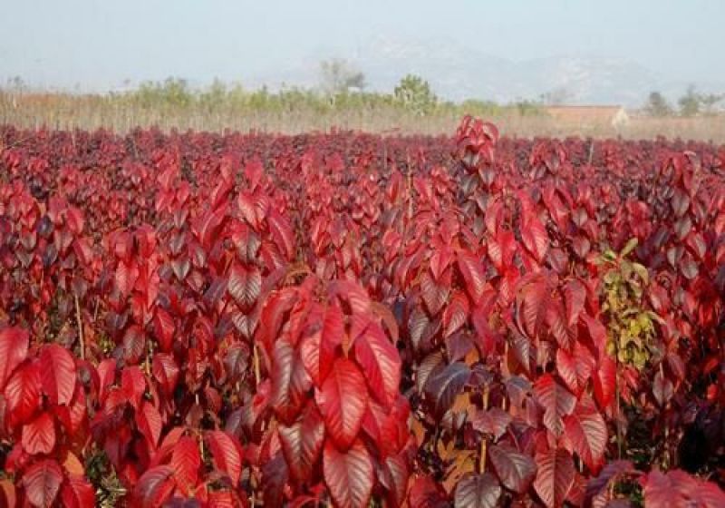 樱花树红叶绿叶樱花各种规格樱花树苗直径1-20厘米