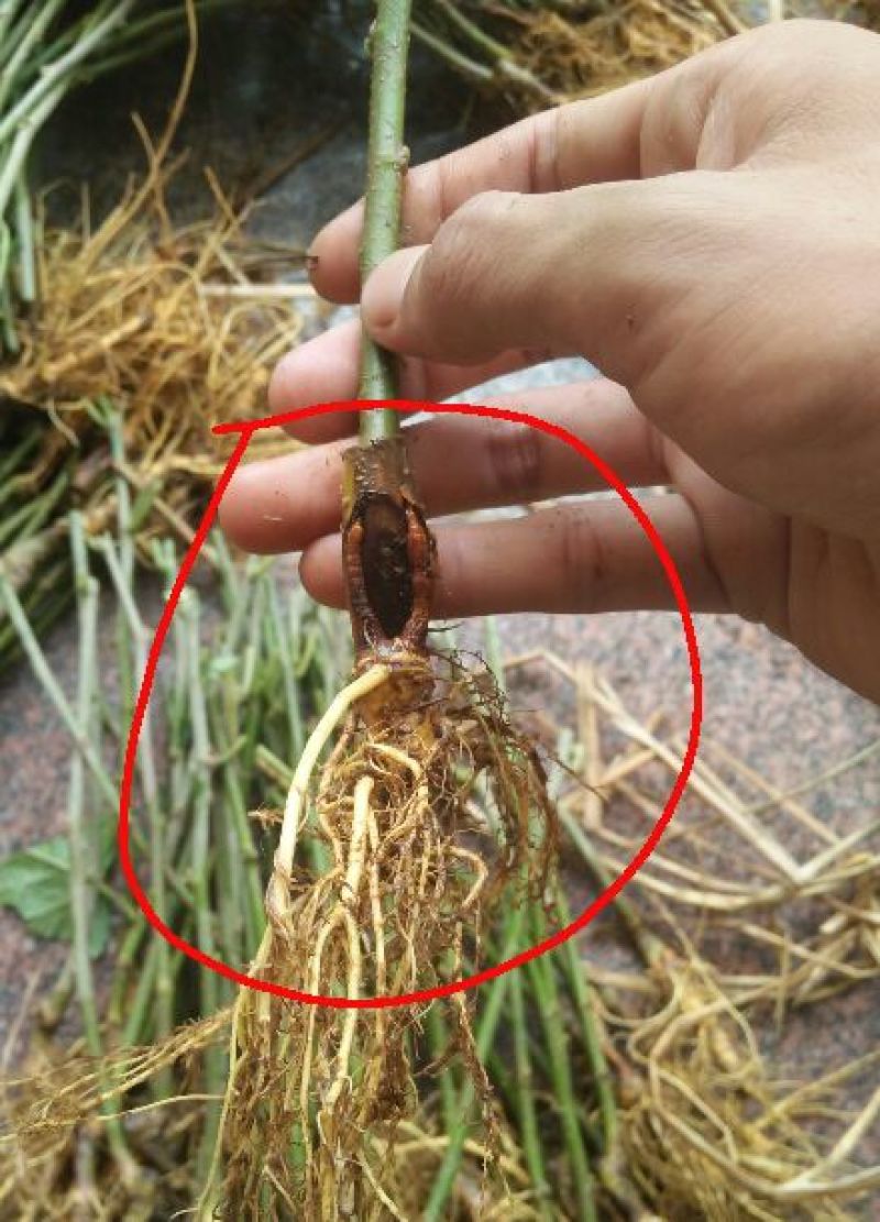桑叶苗养蚕专用农桑14号强桑1号桑苗叶桑苗高蛋白