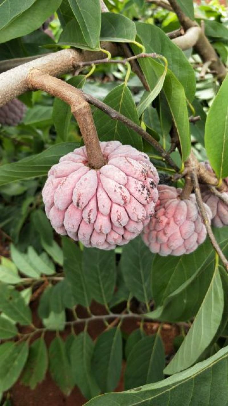 红释迦果