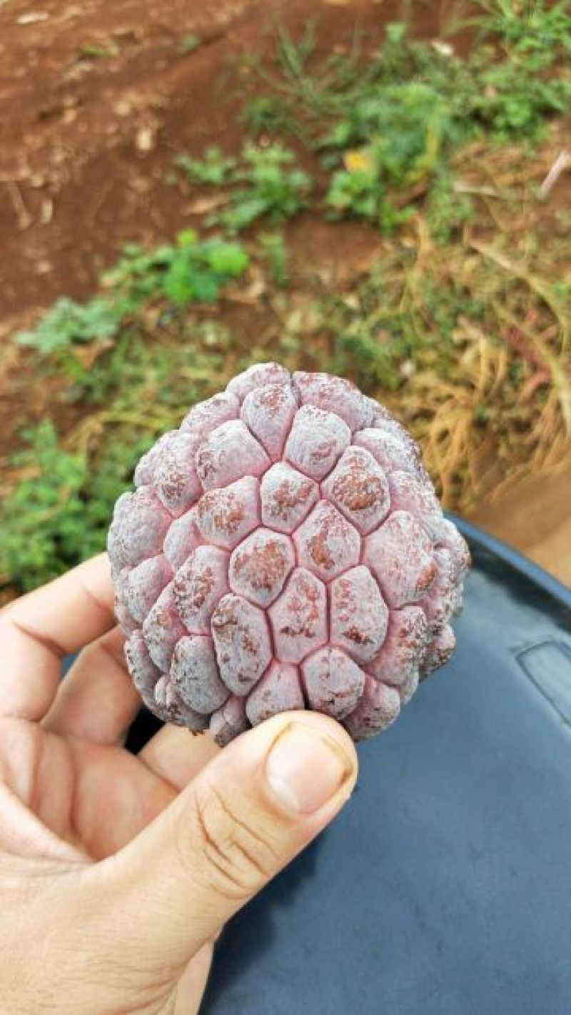 红释迦果