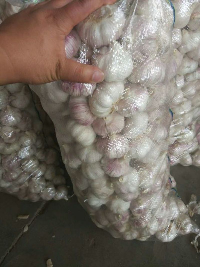 大蒜、蒜米料、蒜米电商供应，优质红皮大蒜，天天有货。