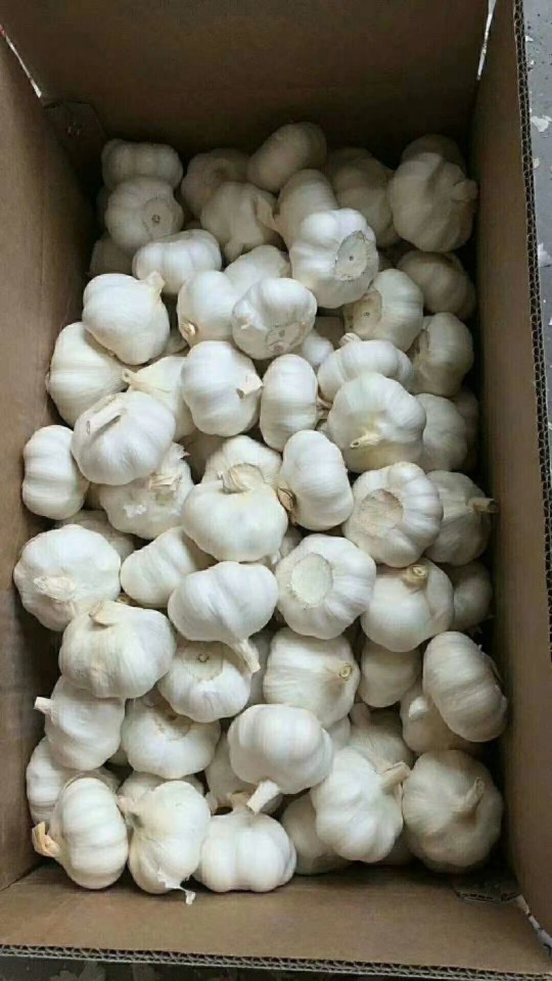 大蒜、蒜米料、蒜米电商供应，优质红皮大蒜，天天有货。