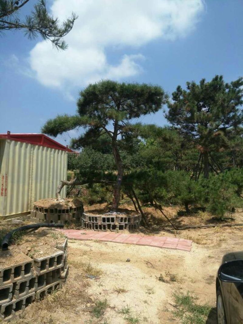 造型油松绿化苗木山东造型油松基地供应价格便宜造型精美