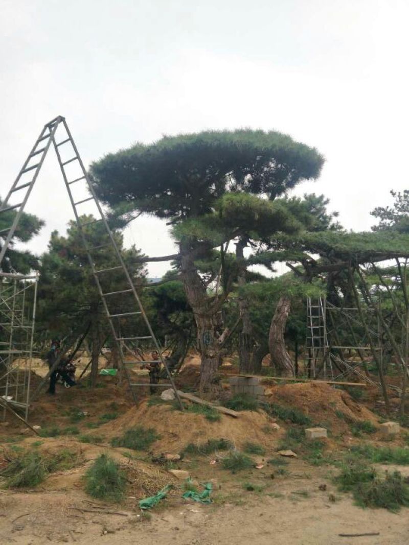 造型油松绿化苗木山东造型油松基地供应价格便宜造型精美