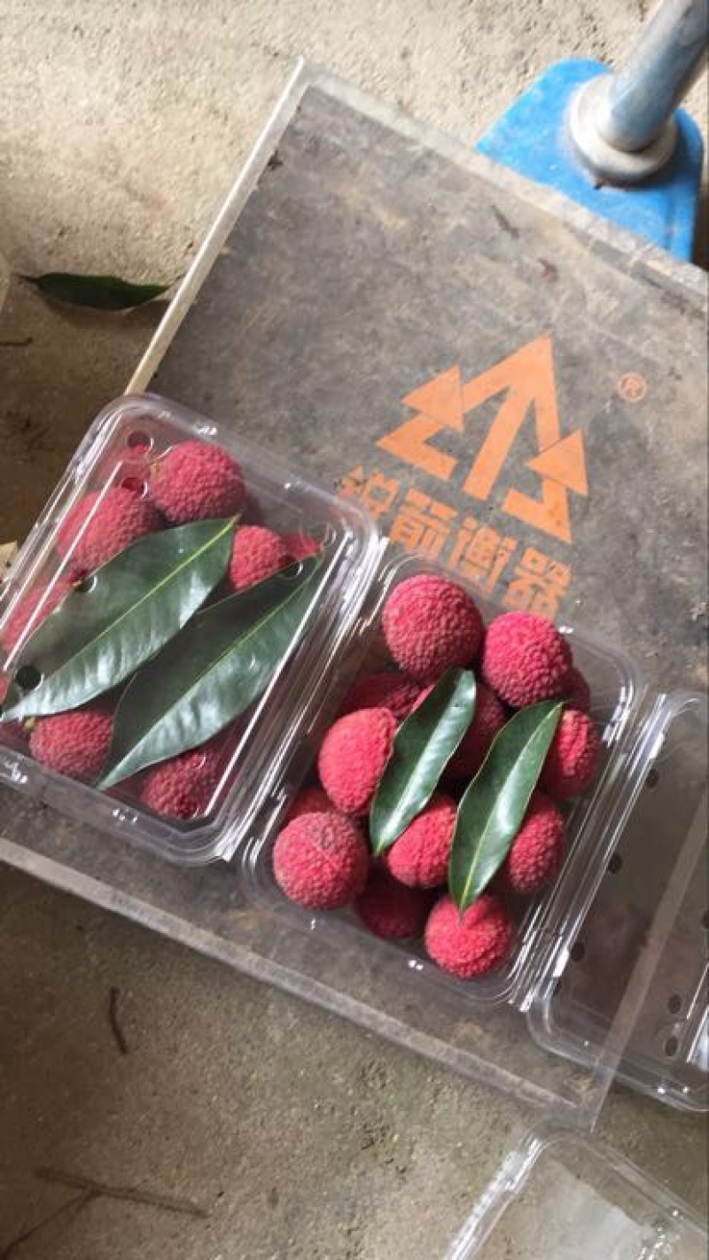 福建漳州无核荔枝采摘中