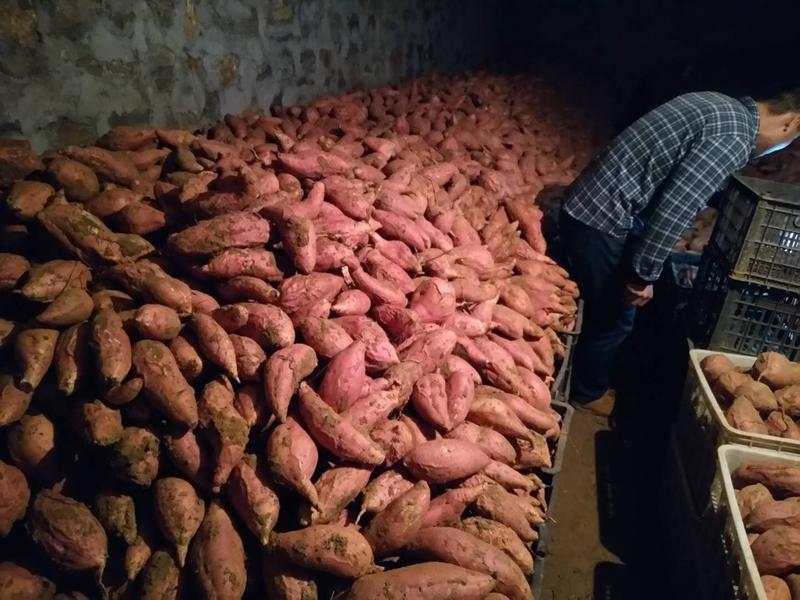 烟薯25基地批发储存代办红皮红心沙地蜜薯烤薯电商