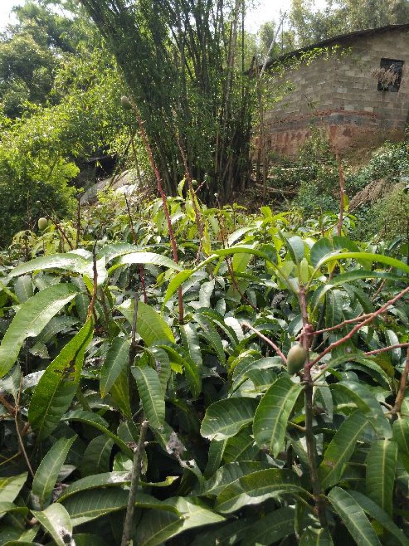甜脆芒果苗