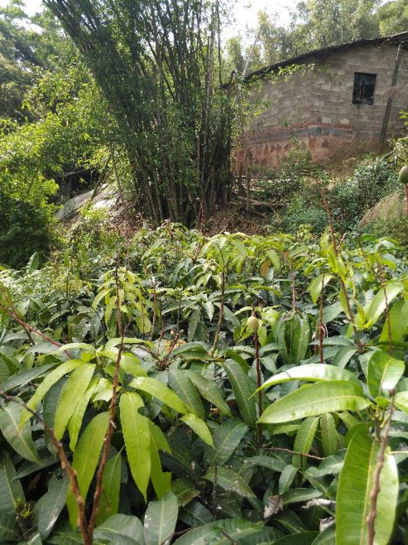 甜脆芒果苗
