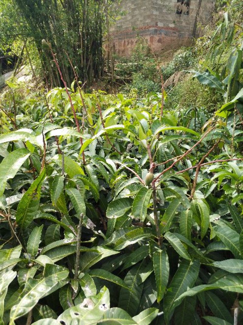 甜脆芒果苗