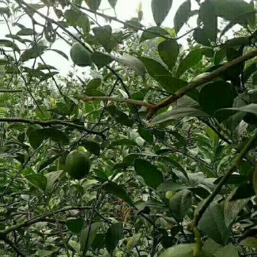 青柠檬