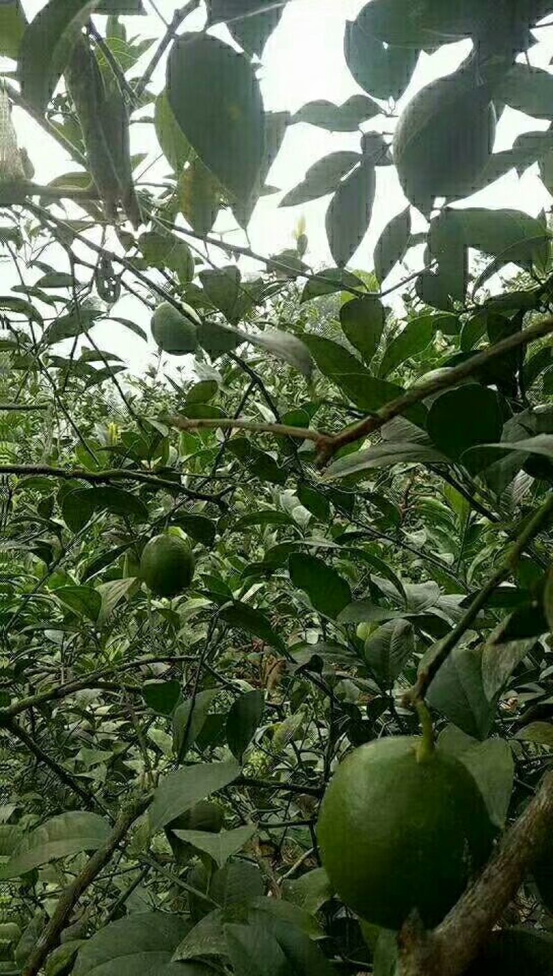 青柠檬