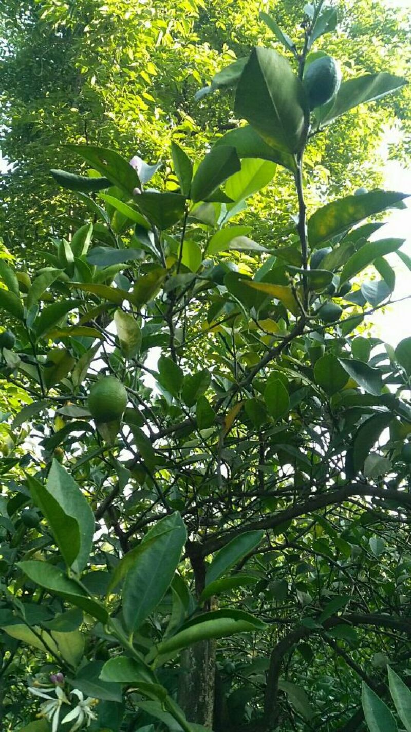青柠檬