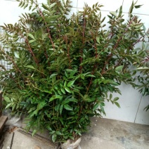 花椒苗
