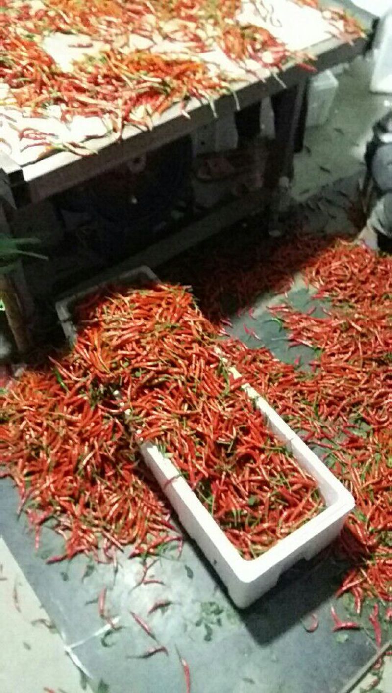 小辣椒